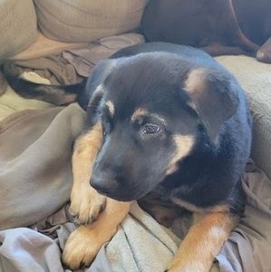 Meet your Posher, Alicia